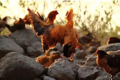 土鸡游戏爆料大全最新,揭秘热门游戏幕后故事与精彩瞬间  第2张