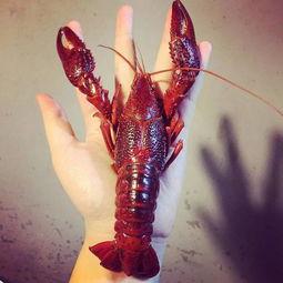 厦门龙虾爆料视频大全最新,最新爆料视频大盘点，美味瞬间尽收眼底  第1张